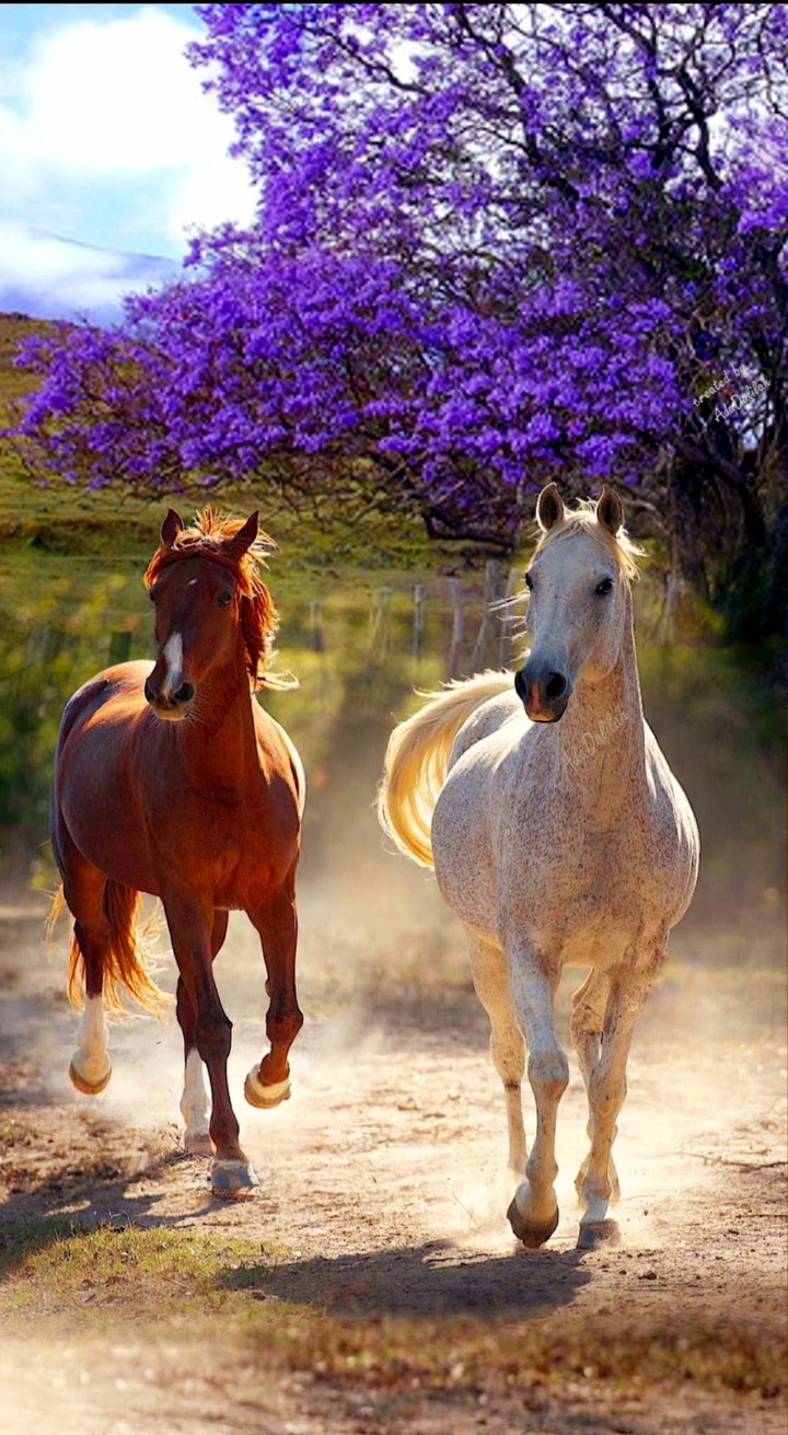 horses