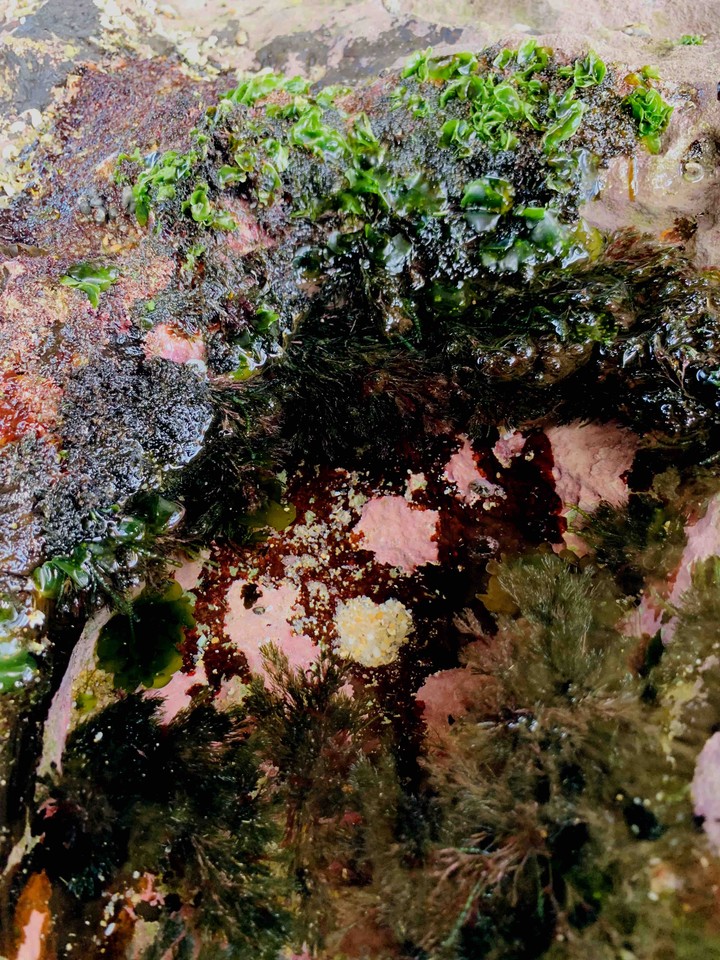 sea grass