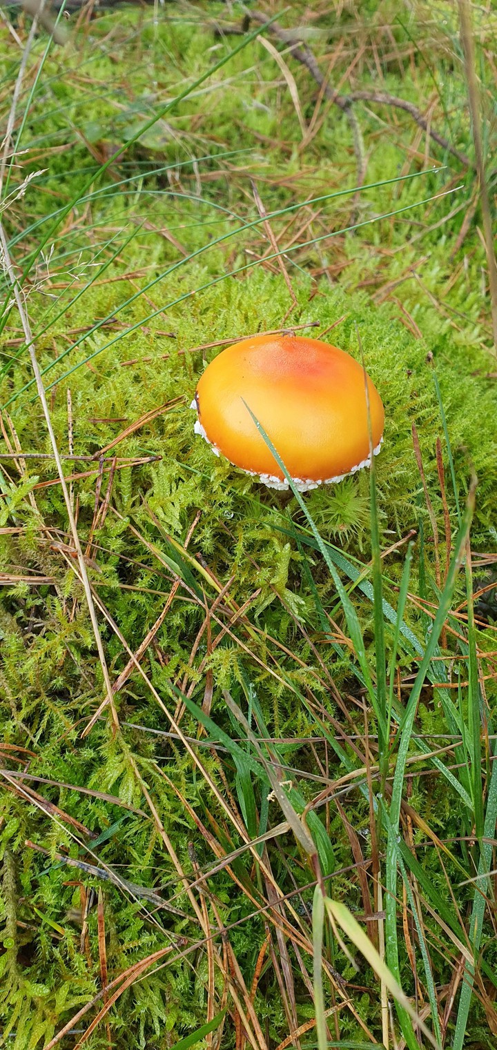 Pilze