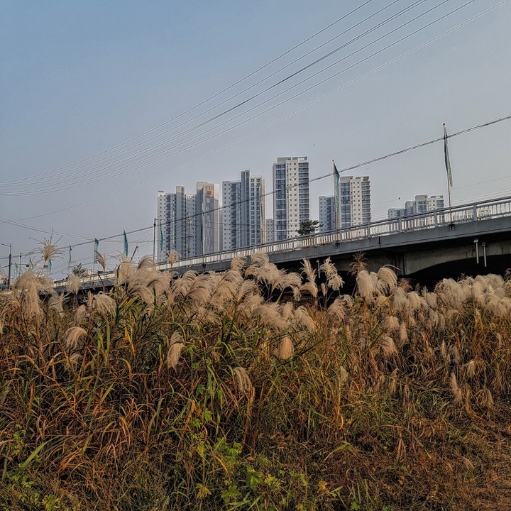 갈대밭