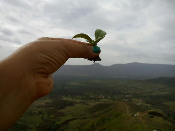 Leaf