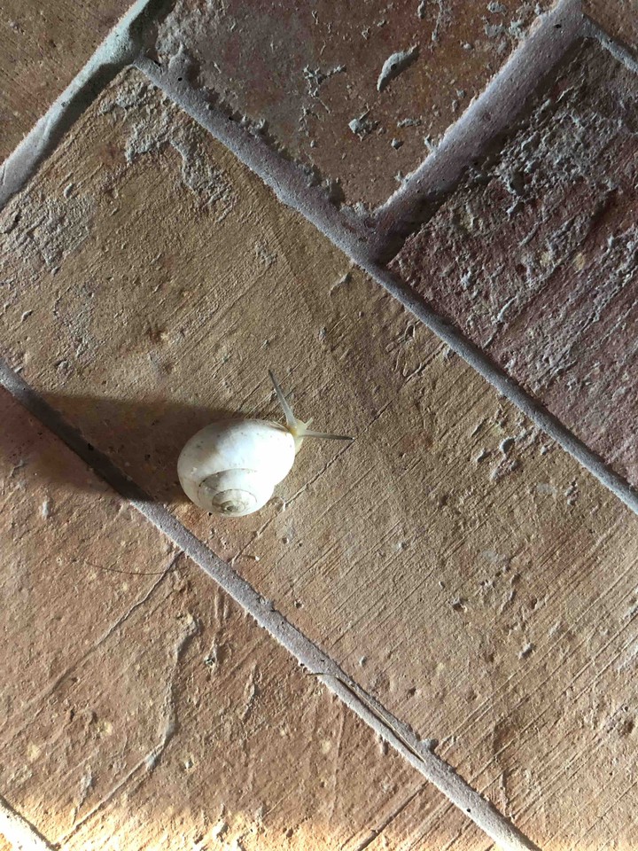 Land snail in Mykonos