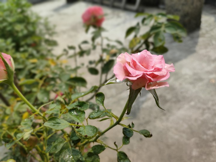 Rose.. Pink.. Click : BY ME..