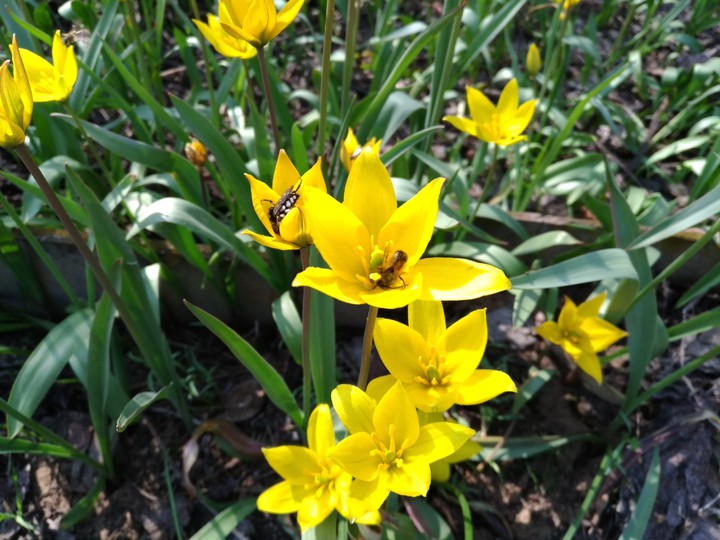 Spring