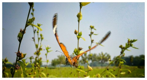 titli