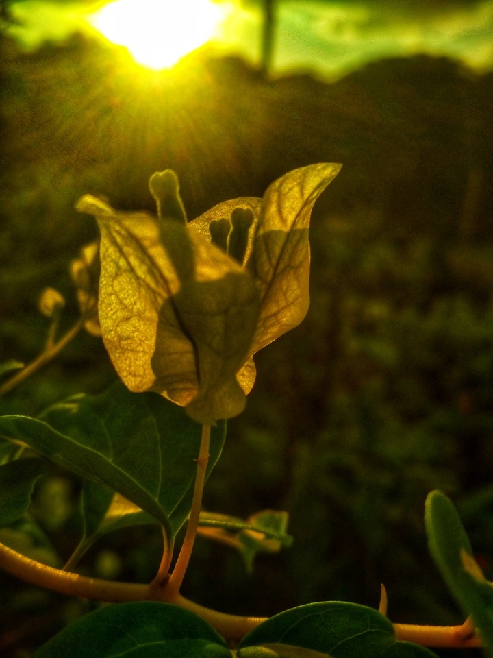 Leaf Flower