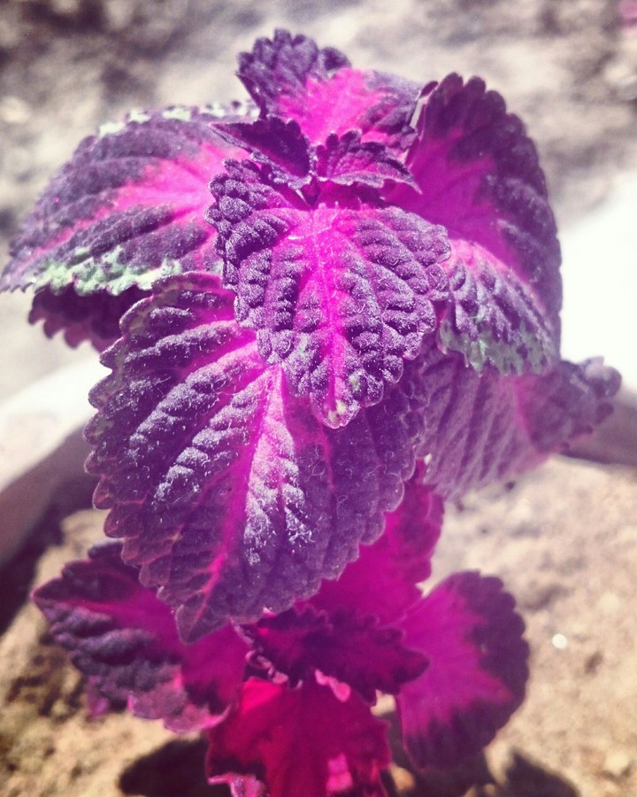 Leaf 