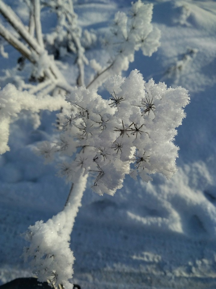 Заснеженный