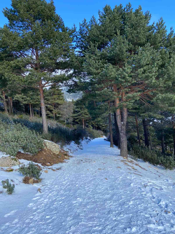 Nieve en Navacerrada (Madrid)
