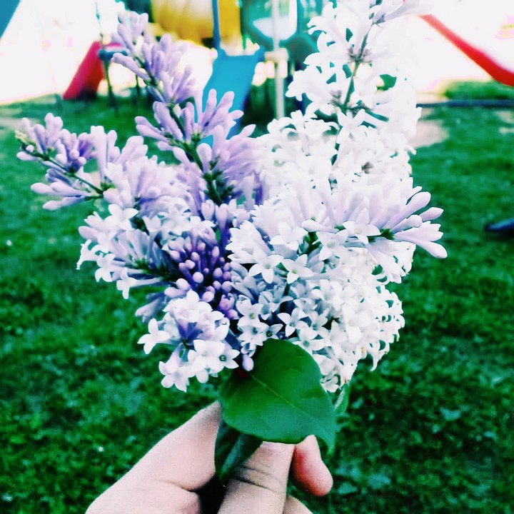 сирень