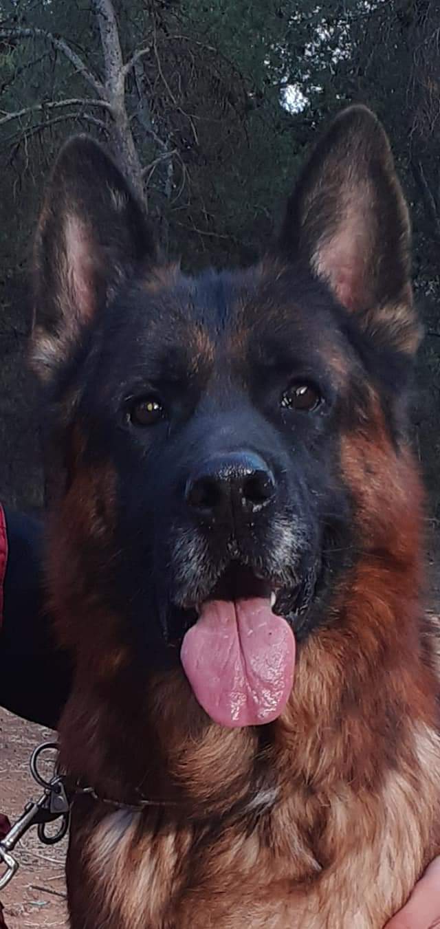 dog germain shepherd