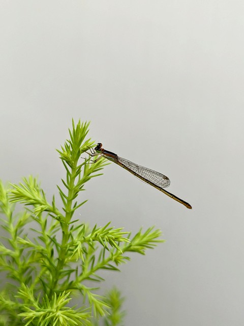 tapety twig, dragonfly