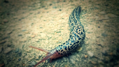 invertebrate, animals Hintergrundbilder