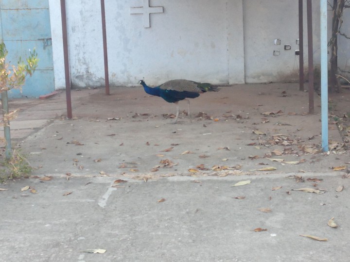 peackok