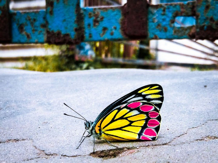 COLORFUL BUTTERFLY
