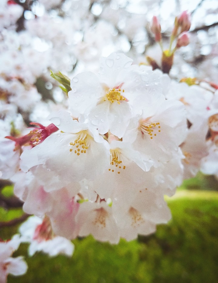 Cherry blossoms on a rainy day