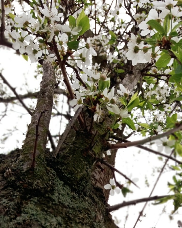 Bloom