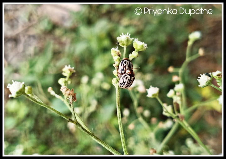 Weed killer beetle