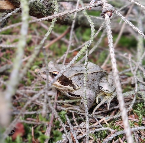frog, toad वॉलपेपर