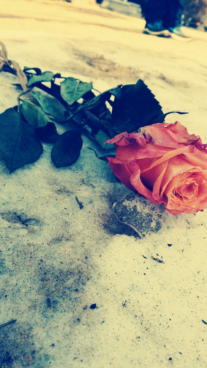 rose