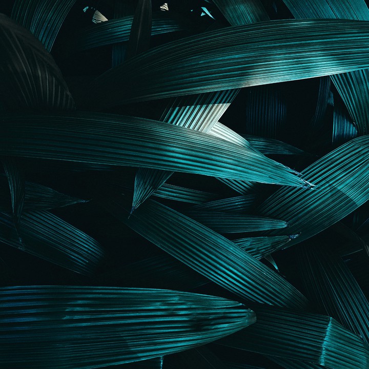 leaf