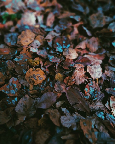 Fallen Leaves.