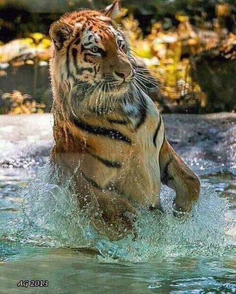 who is there?? 