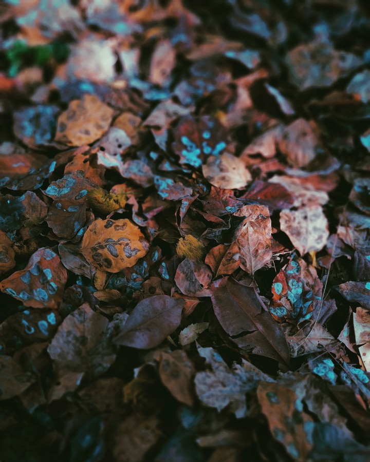 Fallen Leaves.