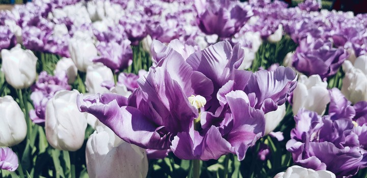 tulpe