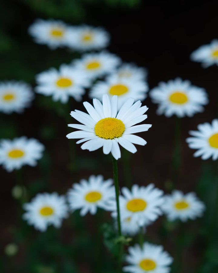 daisy