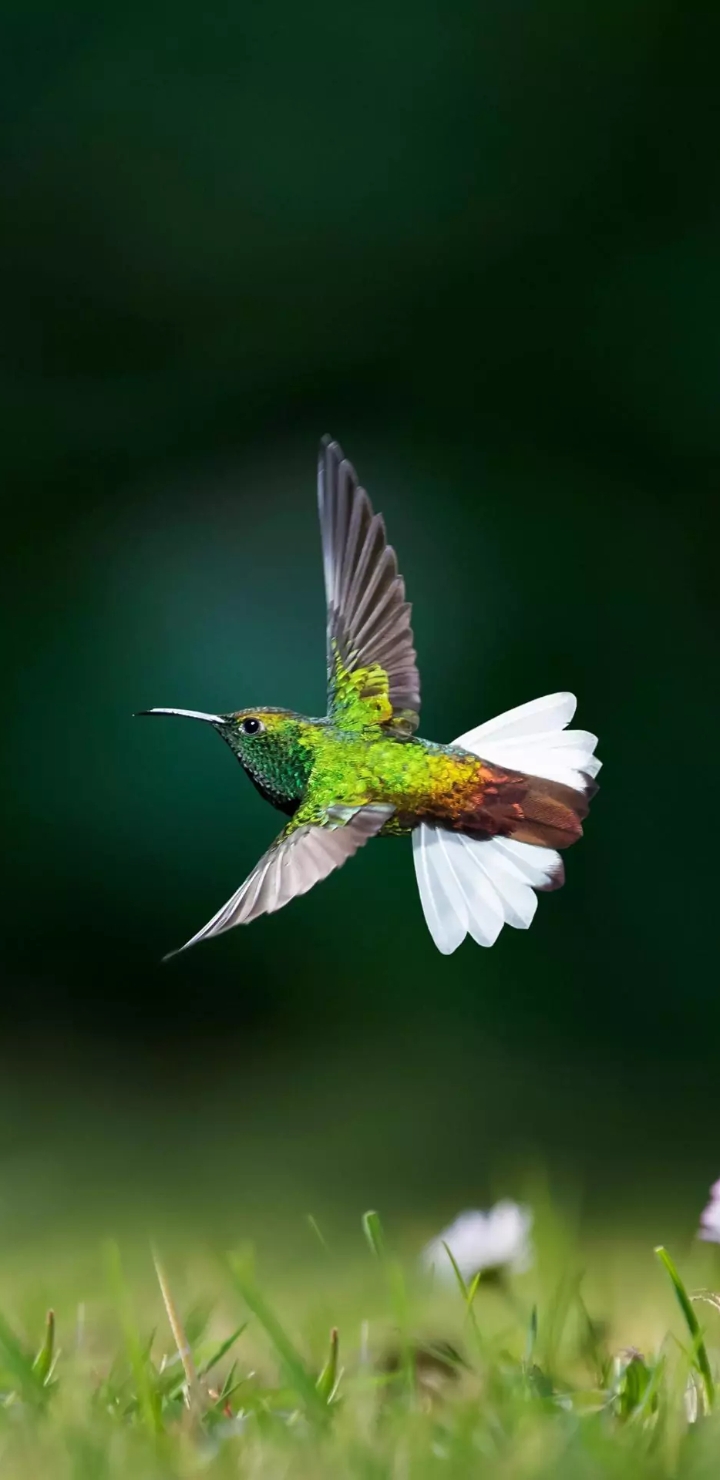 birds