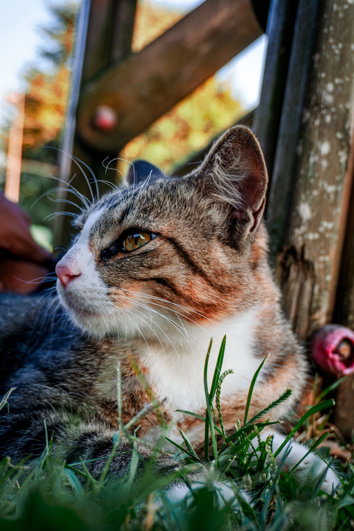 cat