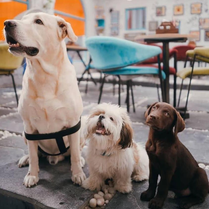 cute dogs #❤#??