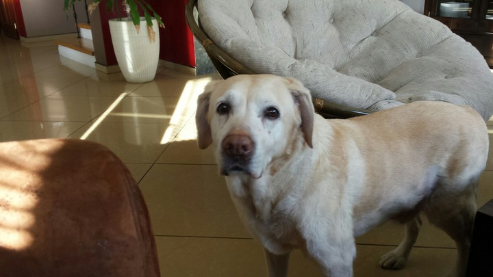 labrador