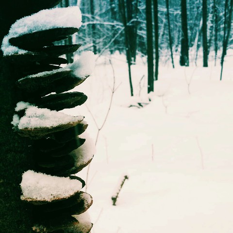 winter old forest