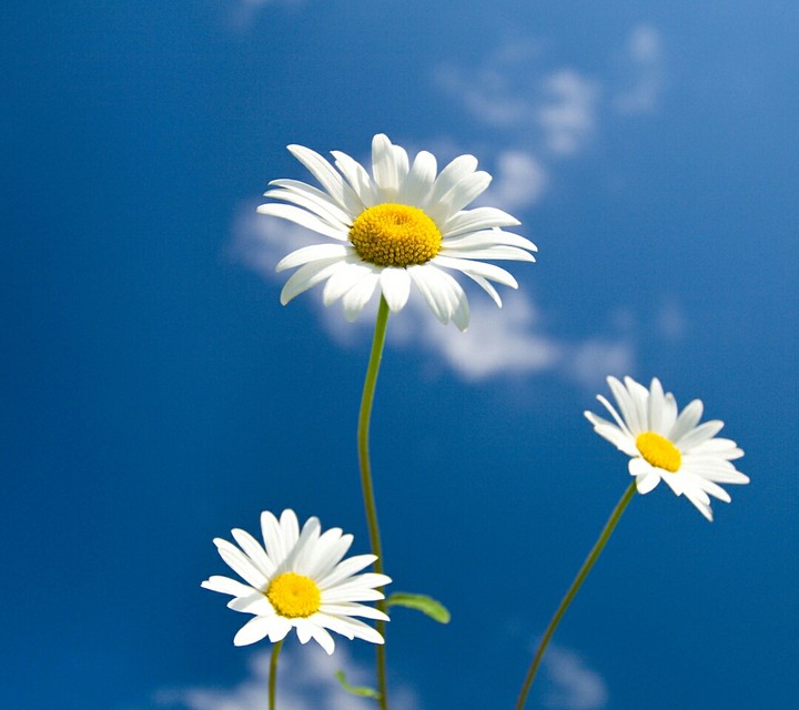 野菊花