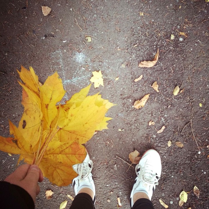 Maple leaf