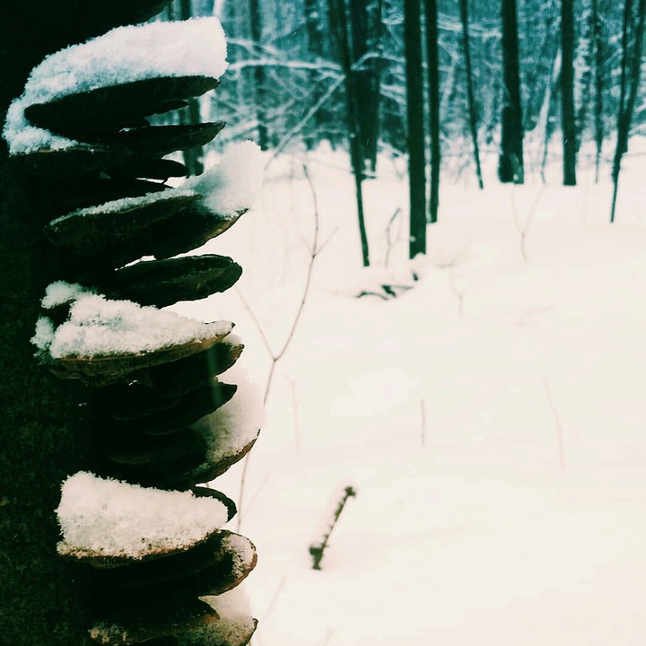 winter old forest