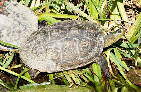 tapety reptile, wildlife