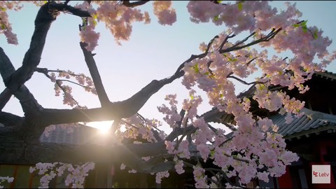 blossom