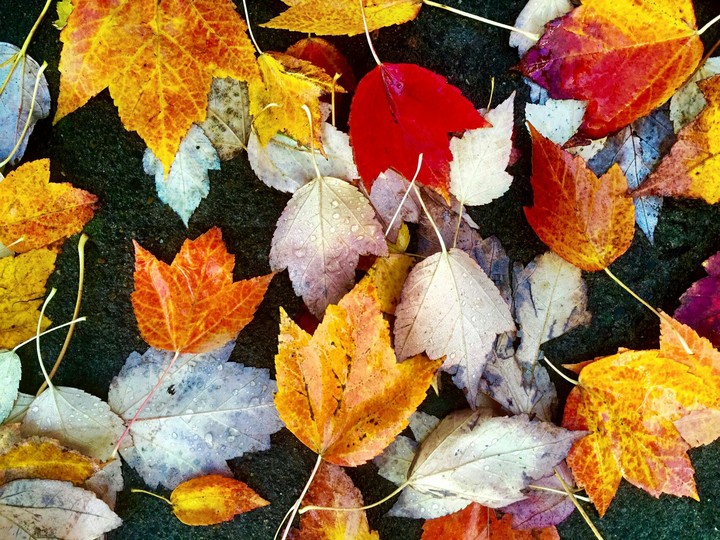 Automne