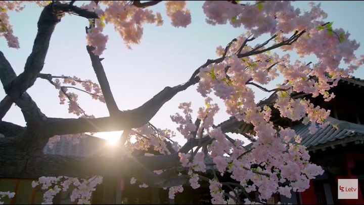 blossom