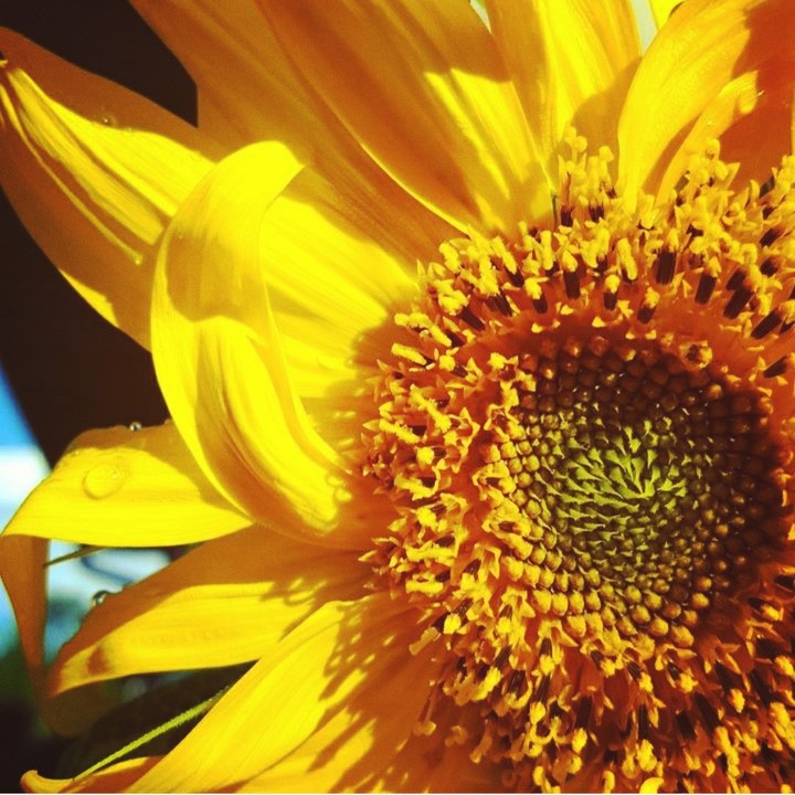 Sunshine