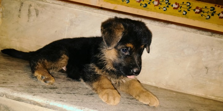 German Shepard