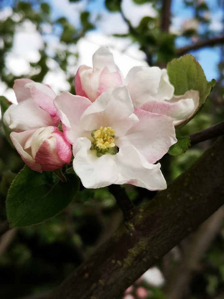 Apfelblüten