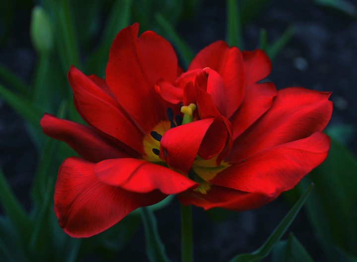 Saturated color of red tulip