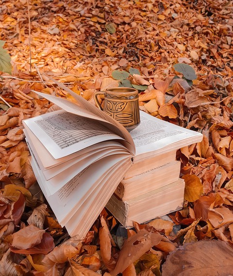 רקעים fallenleaves, soil