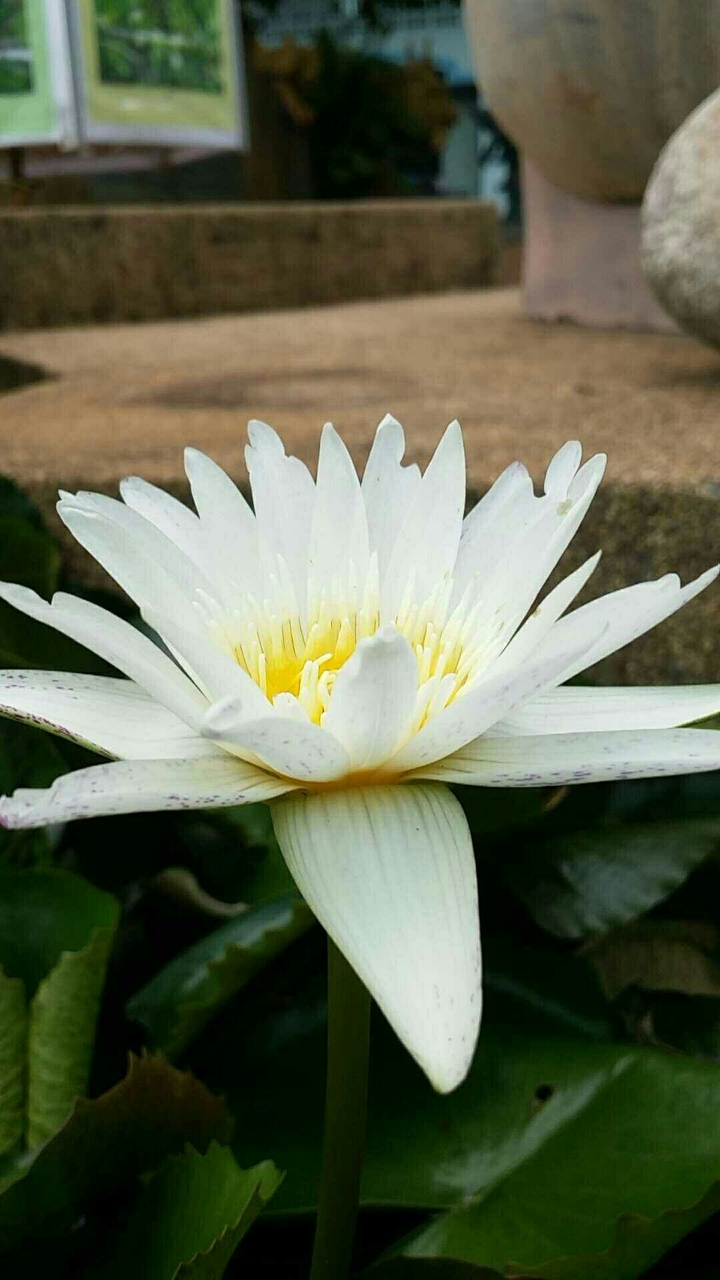 lily