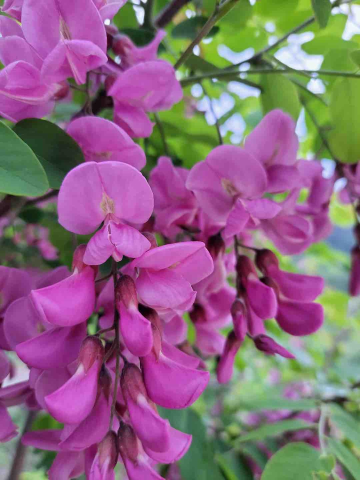 Robinia hispida