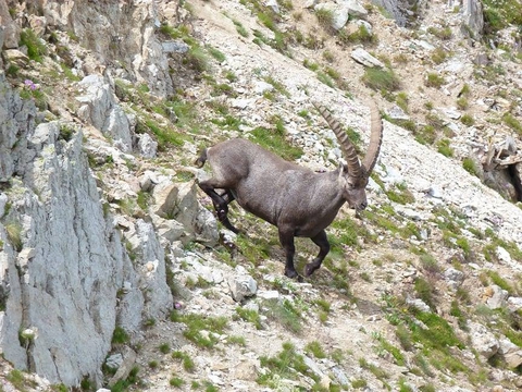 stambecco